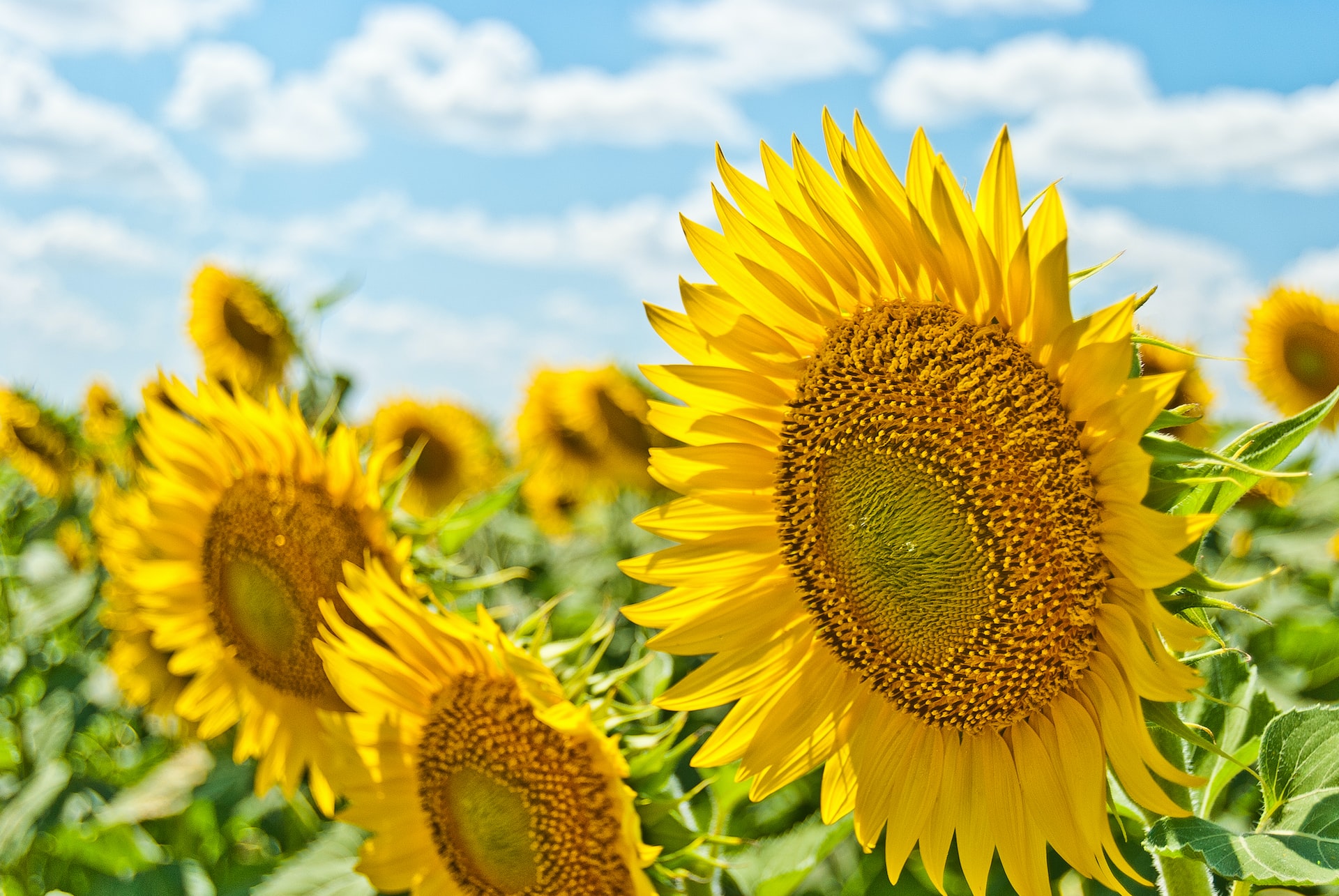 Summer Activities For Seniors Windrose At Woburn